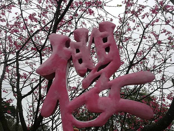 2020.01.15平菁街42巷櫻花 (72).jpg 2020.01.15平菁街42巷櫻花 (72).jpg