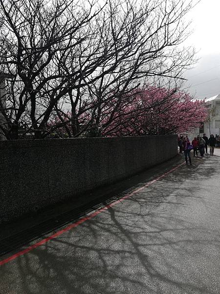 2020.01.15平菁街42巷櫻花 (26).jpg