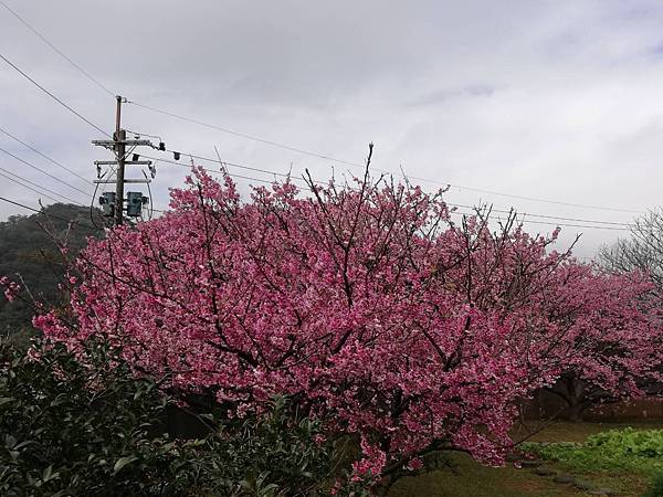 2020.01.15平菁街42巷櫻花 (16).jpg