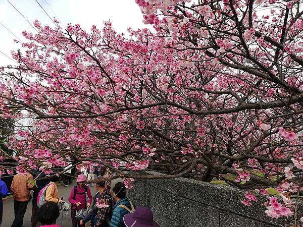 2020.01.15平菁街42巷櫻花 (25).jpg