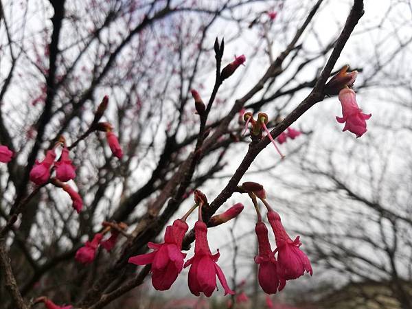 2020.01.15平菁街42巷櫻花 (18).jpg