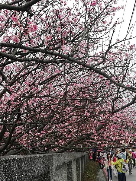 2020.01.15平菁街42巷櫻花 (35).jpg