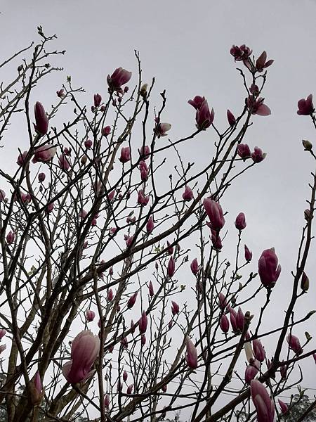 2020.01.15平菁街42巷櫻花 (42).jpg