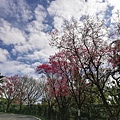 2020.01.22北投社三層崎公園.中正山 (91).jpg