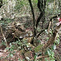 2020.01.22北投社三層崎公園.中正山 (68).jpg