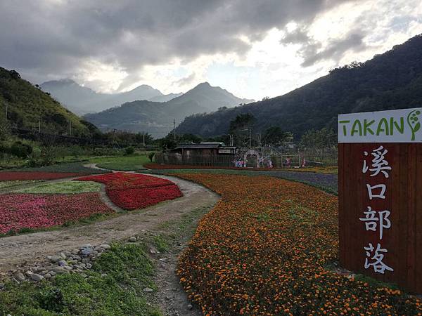 溪口部落花海 (18).jpg