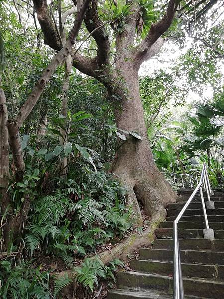 牛埔頭山大尖山 (48).jpg