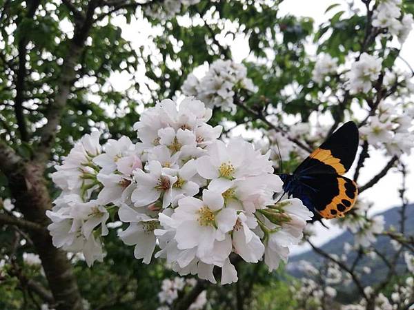 2020陽明山花季 (18).jpg 2020陽明山花季 (18).jpg