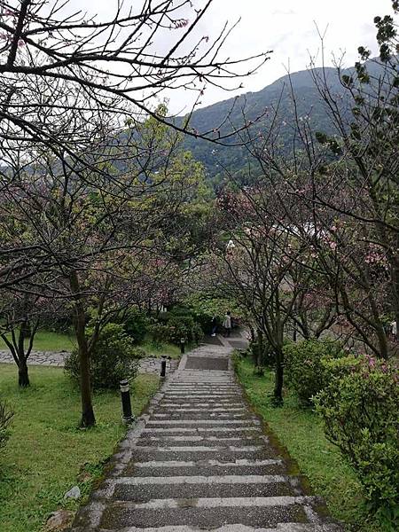 2020陽明山花季 (12).jpg