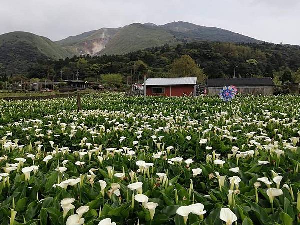 2020陽明山花季 (37).jpg