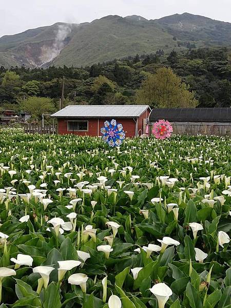 2020陽明山花季 (40).jpg