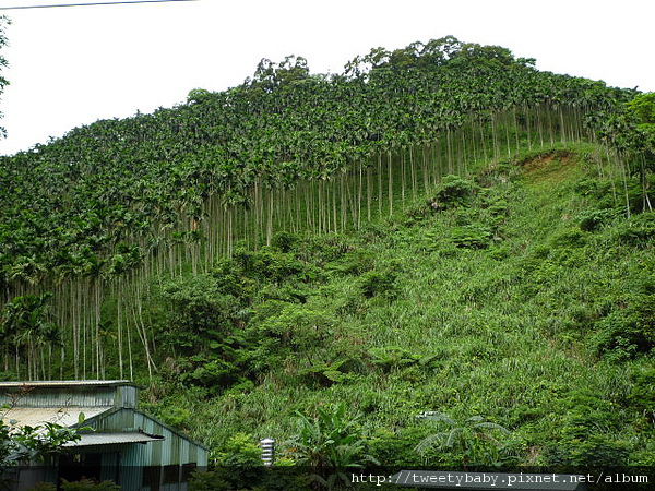 員山基石.太極嶺.五城山 020.JPG