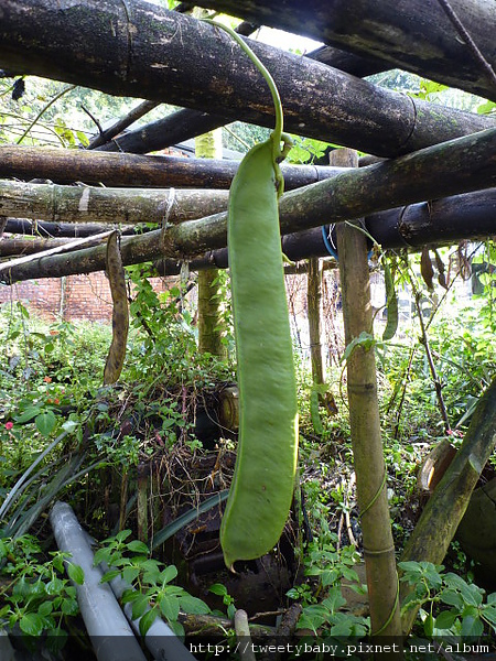 麻竹寮山.向天湖古道 029.JPG