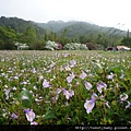 三貂大崙.三貂嶺山.金字碑古道 082.JPG