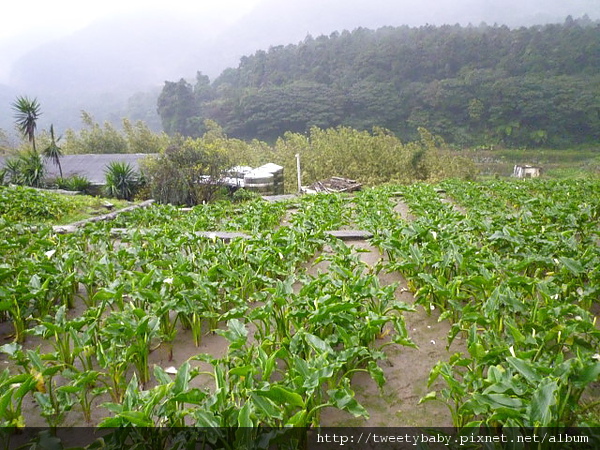 竹子湖山菜園 034.JPG