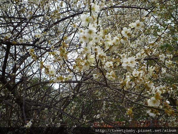 志成公園梅花.泉源公園泡腳池 023.JPG