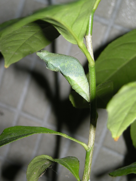 970927小檸檬羽化前