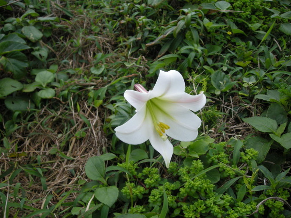 金山.獅頭山 077.JPG