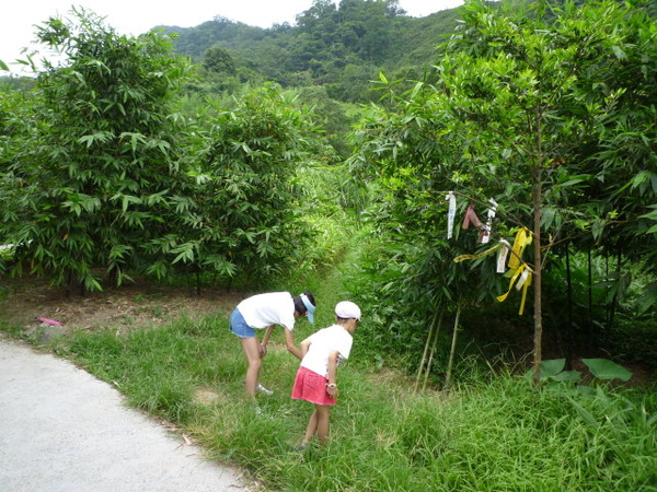 富士坪古道 041.JPG