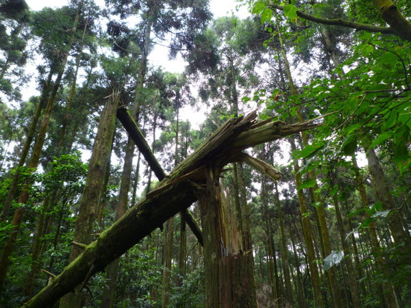 鹿崛坪古道 328.JPG 鹿崛坪古道 328.JPG
