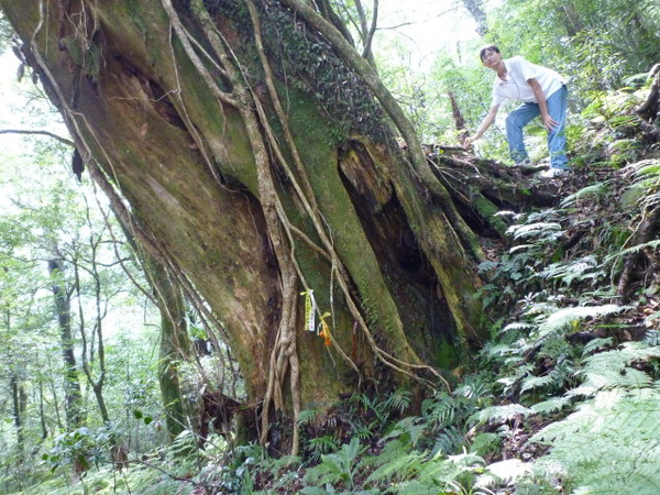 福巴越嶺.檜山 235.JPG