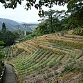 指南宮 (13).JPG