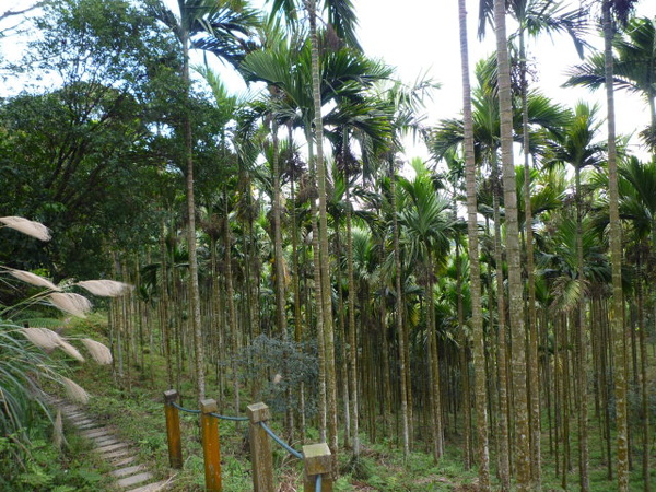 天后宮.保甲路.行修宮.白雞山 196.JPG