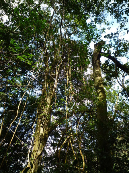 天后宮.保甲路.行修宮.白雞山 333.JPG