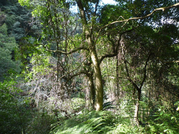 天后宮.保甲路.行修宮.白雞山 338.JPG