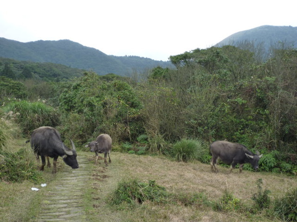 石梯嶺 094.JPG