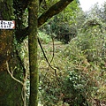 石梯嶺 106.JPG