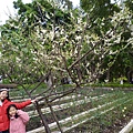 士林官邸.聖人瀑布.原住民文化公園 021.JPG