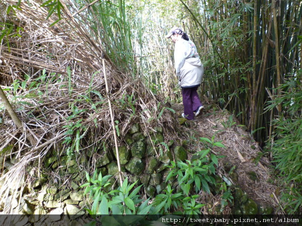 鵝尾山.阿凡達 080.JPG