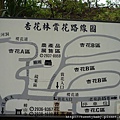 老泉里杏花林 006.JPG