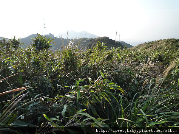 小觀音山西峰.北竹子山 052.JPG