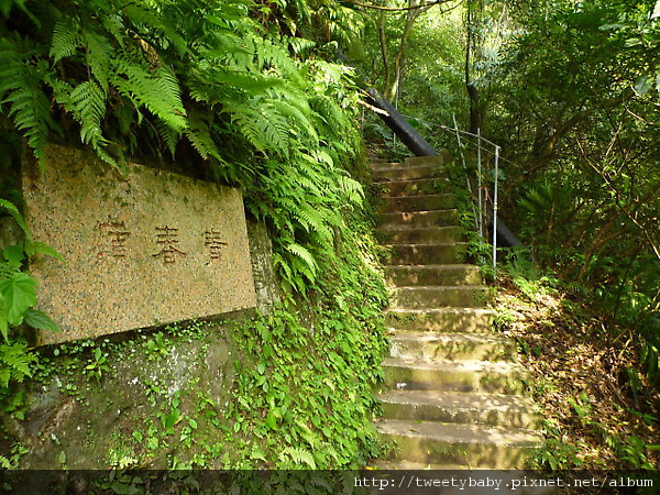 大屯瀑布.青春嶺.竹子湖頂湖海芋 029.JPG