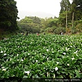 大屯瀑布.青春嶺.竹子湖頂湖海芋 104.JPG