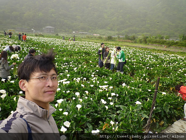 大屯瀑布.青春嶺.竹子湖頂湖海芋 115.JPG