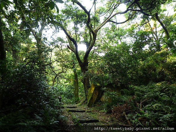 大屯山尋雲海.紗帽山 039.JPG