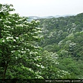 鶯歌牛灶坑山賞桐花 128.JPG