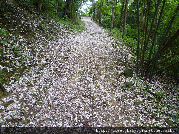 鶯歌牛灶坑山賞桐花 142.JPG