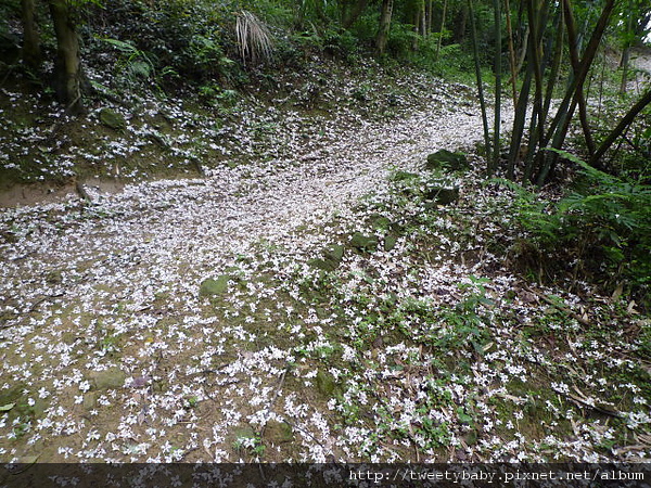 鶯歌牛灶坑山賞桐花 143.JPG