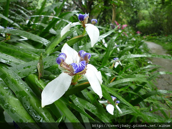 外南勢角山 067.JPG