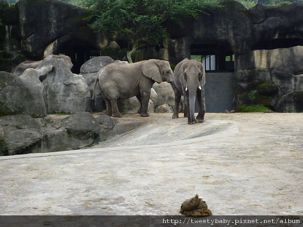 2010台灣大木柵動物園親子日 136.JPG