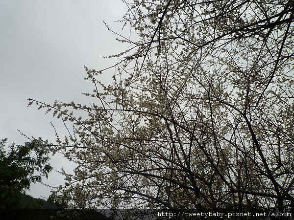 志成公園梅花.泉源公園泡腳池 036.JPG