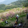 木柵杏花林.待老坑山.救千宮步道 032.JPG