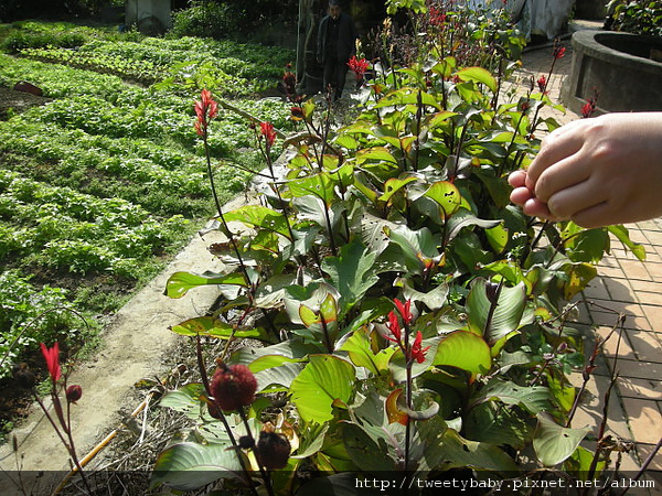 三山國王山.潤濟宮登山步道 126.JPG