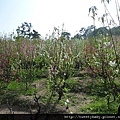 木柵杏花林.待老坑山.救千宮步道 011.JPG