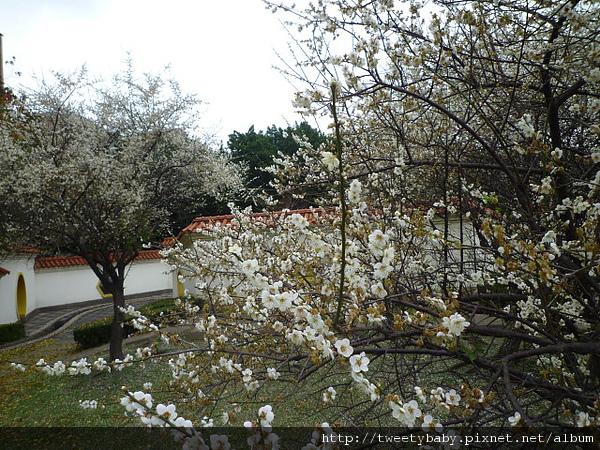 志成公園梅花.泉源公園泡腳池 025.JPG