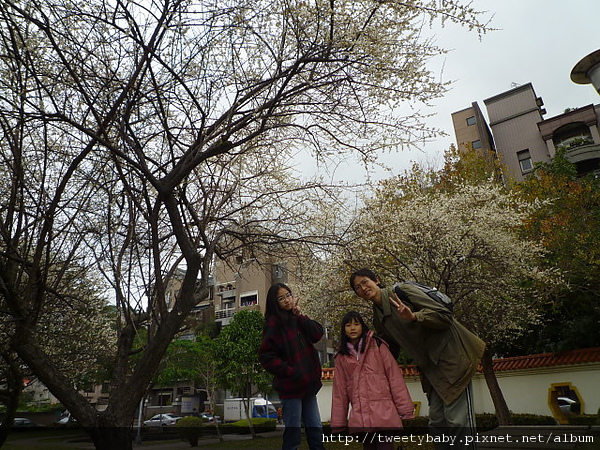 志成公園梅花.泉源公園泡腳池 028.JPG